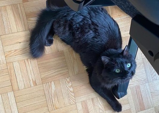Black Cat laying on the floor